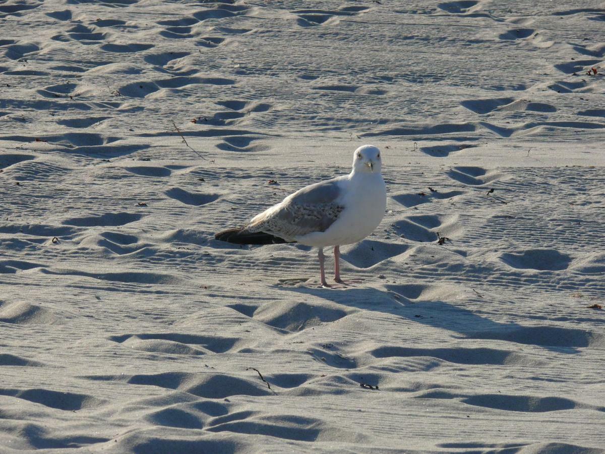Am Ostseestrand Zingst Esterno foto